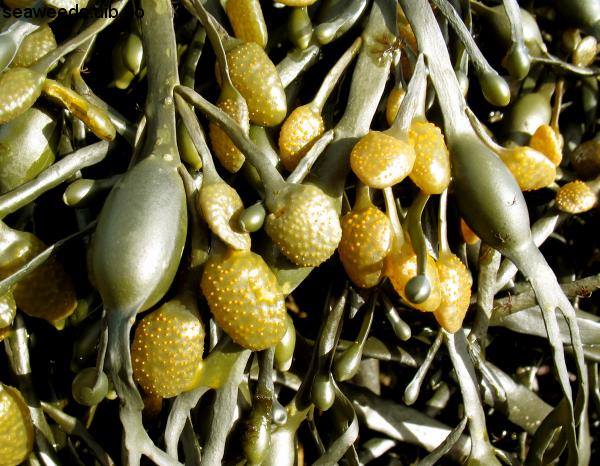 BioAlga-alga-promocija