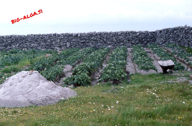 Uporaba-mletih-morskih-alg-na-krompirjuW.jpg-bio-alga.si