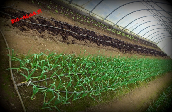 alge-v-rastlinjakuW.jpg-bio-alga.si