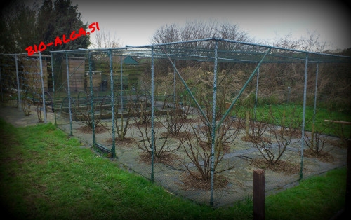 bia-alga-grmicevjeW.jpg-bio-alga.si