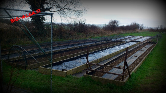 bio-alga-na-vrtuW.jpg-bio-alga.si