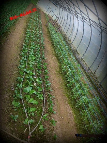 bio-alga-v-rastlinjakuW.jpg-bio-alga.si