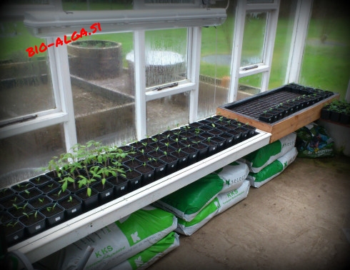 bio-alga-za-konopljoW.jpg-bio-alga.si