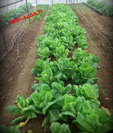 bio-alga-za-vrtW.jpg-bio-alga.si