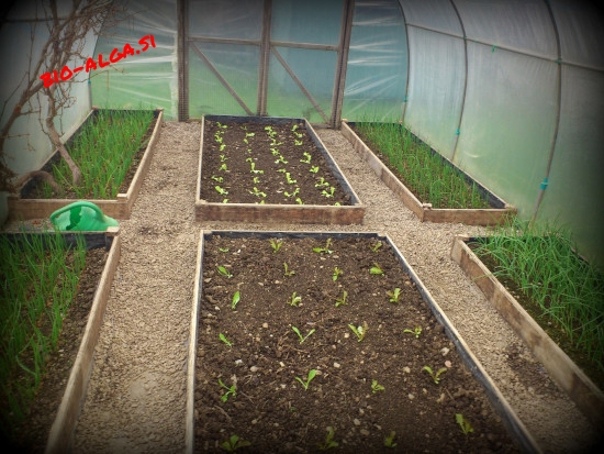 bio-alge-in-rastlinjakW.jpg-bio-alga.si