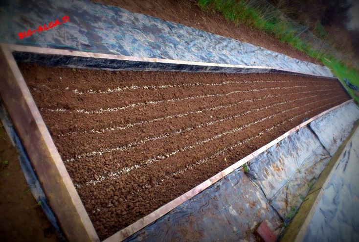 bio-alge-na-vrtuW.jpg-bio-alga.si