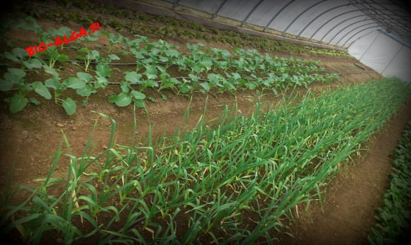 bio-alge-v-agrokulturiW.jpg-bio-alga.si