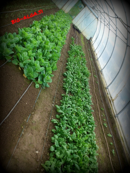 bio-alge-v-rastlinjakuW.jpg-bio-alga.si