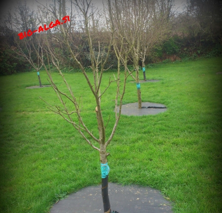 bio-alge-v-sadovnjakuW.jpg-bio-alga.si