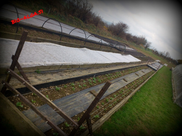 bio-alge-v-zgodnji-sezoniW.jpg-bio-alga.si