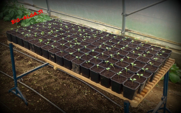 bio-alge-za-mlade-rastlineW.jpg-bio-alga.si