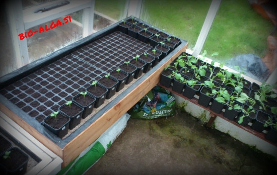 bio-alge-za-rastlinjakW.jpg-bio-alga.si