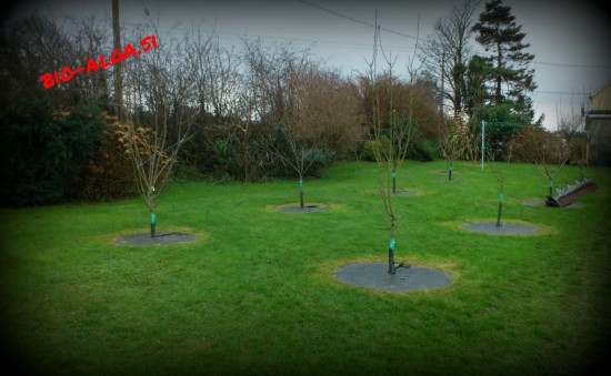 bio-alge-za-sadovnjakW.jpg-bio-alga.si