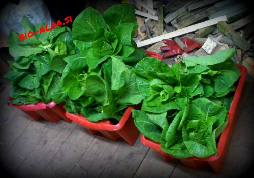 bio-alge-za-solatoW.jpg-bio-alga.si